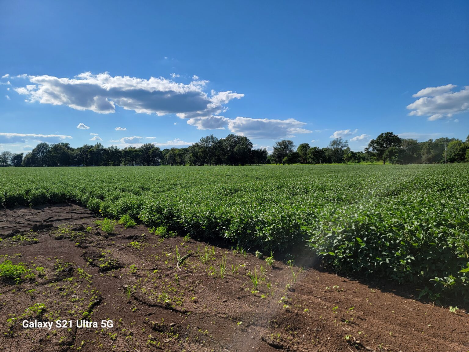 Sonya’s Lane Lots & Farmland, Masonville RD, McGehee, Arkansas 71654